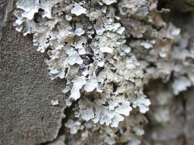 Parmelia sulcata Taylor y Fuscopannaria mediterranea