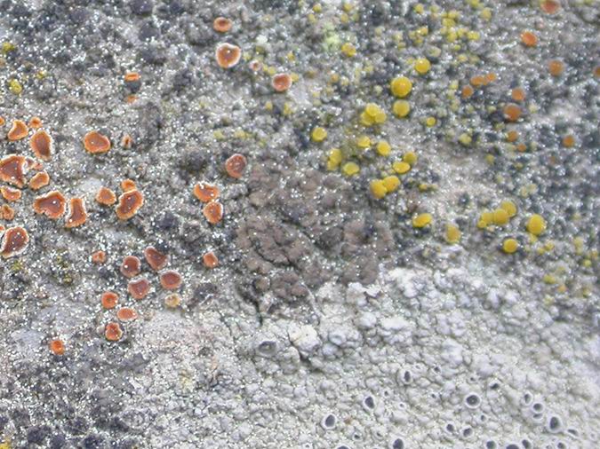 Peltula euploca (Ach.) Poelt, Calopla crenularia (With.) Laundon y Candelariella aurella