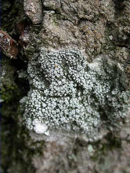 Pertusaria amara (Ach.) Nyl.