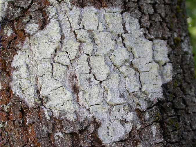 Pertusaria corallina (L:) Arnold