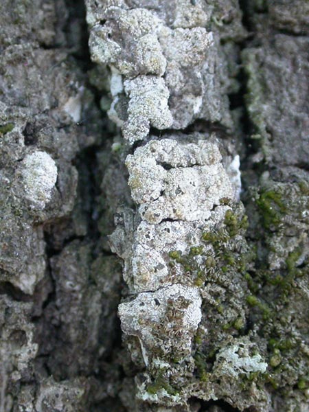 Pertusaria hymenea (Ach.) Schaer.