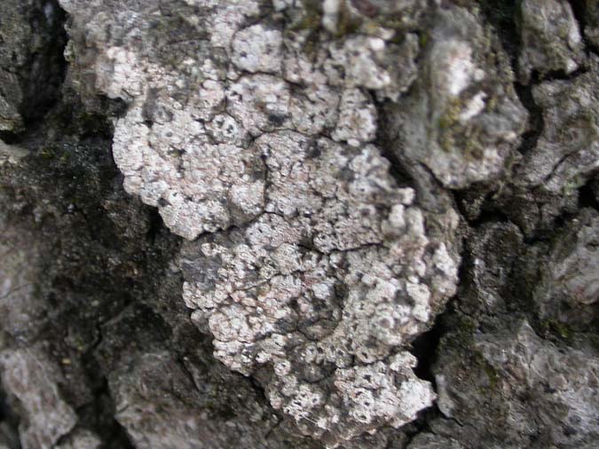 Pertusaria hymenea (Ach.) Schaer