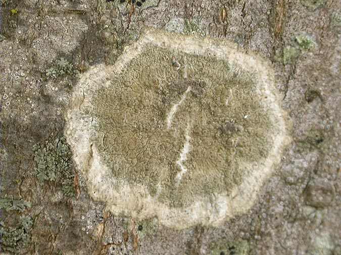 Pertusaria leioplaca DC