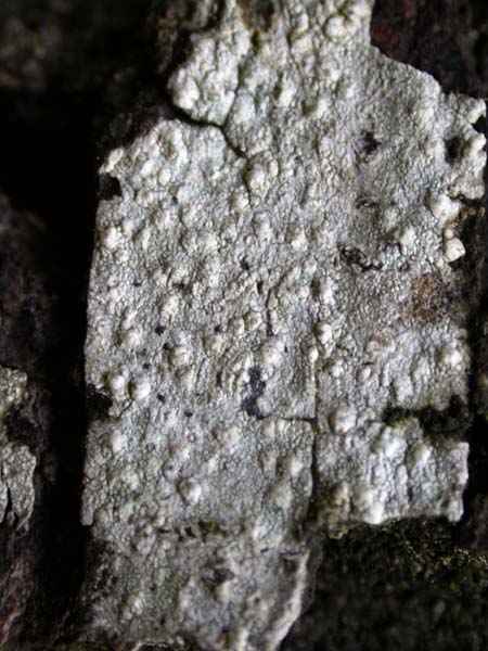 Pertusaria multipuncta (Turner) Nyl.