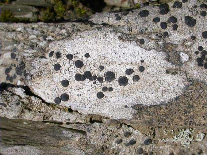 Porpidia speirea (Ach.) Kremp.