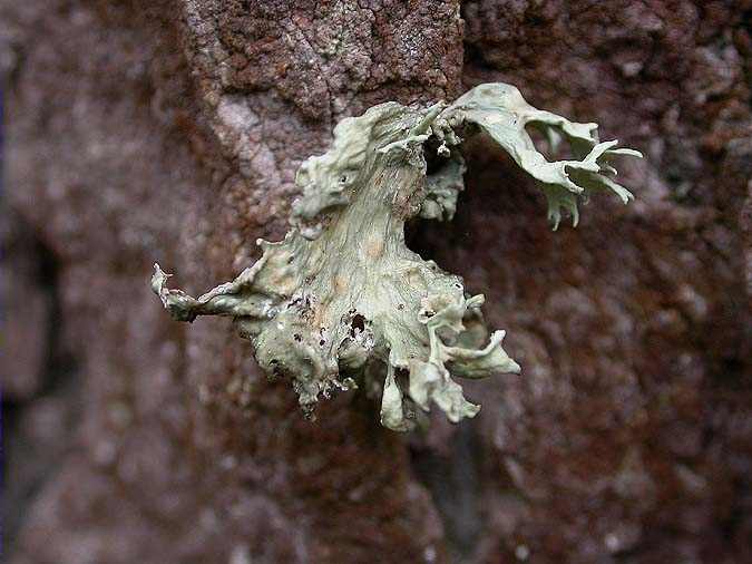 Ramalina canariensis J. Steiner