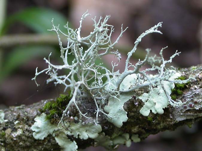 Ramalina farinacea (L.) Ach.