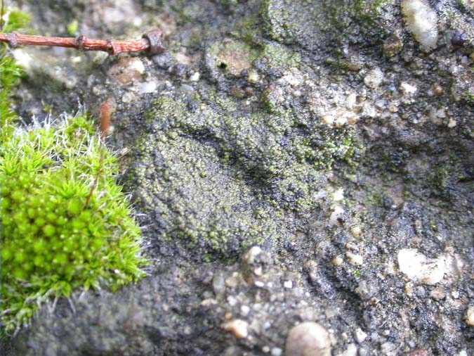 Scoliciosporum umbrinum (Ach.) Arnold