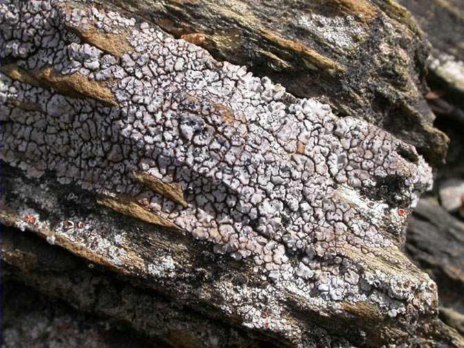 Trapeliopsis wallrothii (Floerke) Hertel & G. Schneid