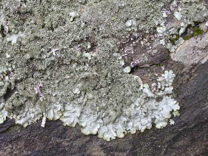 Xanthoparmelia conspersa (Ehrh. ex Ach.) Hale parasitada por Marchandiomyces sp.