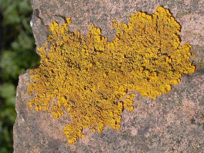 Xanthoria calcicola Ochsner