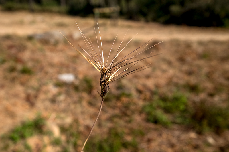 Aegilops geniculata