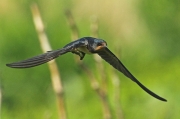 Golondrina comun