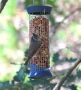 Mallerenga emplomallada (Parus cristatus)