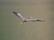 Agró roig (Ardea Purpurea)