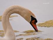 Nidificants al PNAE: Cigne