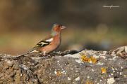 Ocells de La Garrotxa: Pinsà Comú