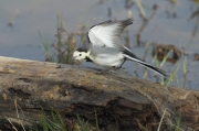 Lavandera blanca