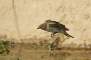 Mosquitero