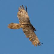 Trencalòs (Gypaetus barbatus) 2/2