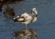 Flamenc (Phoenicopterus ruber)