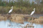 Marinets blancs