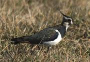 Fredeluga europea (Vanellus vanellus)