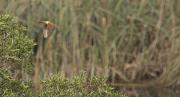 Balquer (Acrocephalus arundinaceus)