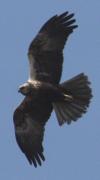 Aligot calçat (Buteo lagopus)