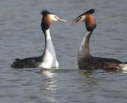 Cabussó emplomallat (Podiceps cristatus)