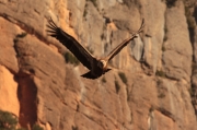 Voltor comú (Gyps fulvus) Accipitridae.