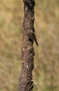 Cotxa fumada femella.