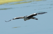 Bernat pescaire  o agró gris,