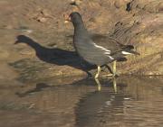 Polla d'aigua (Gallinula chloropus)