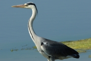 Bernat pescaire  o agró gris.