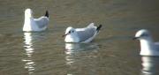 Gavina vulgar (Larus ridibundus)