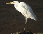 Agró blanc (Ardea alba)