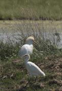 Esplugabous (Bubulcus ibis)