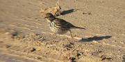 Titella (Anthus pratensis)