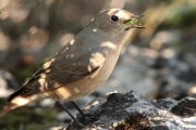 Cotxa fumada femella.