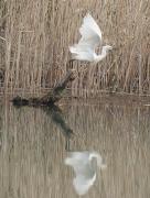 Martinet blanc (Egretta garzetta)