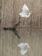 Martinet blanc (Egretta garzetta)