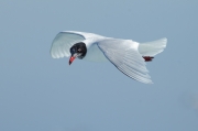 Gaviota cabecinegra