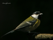 Ocells de la Garrotxa:Mallerenga Carbonera