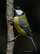 Ocells de la Garrotxa:Mallerenga Carbonera