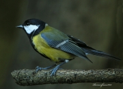 Ocells de la Garrotxa:Mallerenga Carbonera