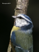 Ocells de la Garrotxa:Mallerenga Blava