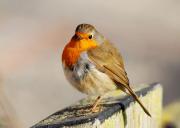 Petirrojo1 ( Erithacus rubecula )