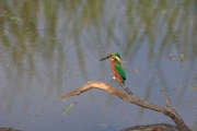 Blauet (Alcedo Atthis)