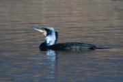 Corb marí gros ( Phalacrocorax carbo )